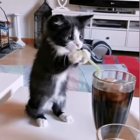 08546c58d47034694992c6a9cda8c615_1662516806_6969.gif