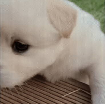 32e2d11179892b3dd799f3020fa8c887_1662450556_0339.gif