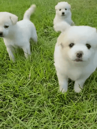 32e2d11179892b3dd799f3020fa8c887_1662450557_2824.gif