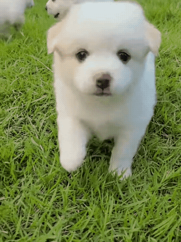 32e2d11179892b3dd799f3020fa8c887_1662450558_4096.gif
