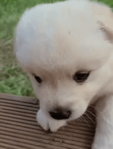 32e2d11179892b3dd799f3020fa8c887_1662450560_2305.gif