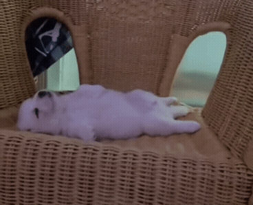 32e2d11179892b3dd799f3020fa8c887_1662450560_8672.gif