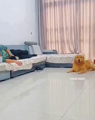7da65a127fae41cb5f948a33d53132e8_1663833990_4056.gif