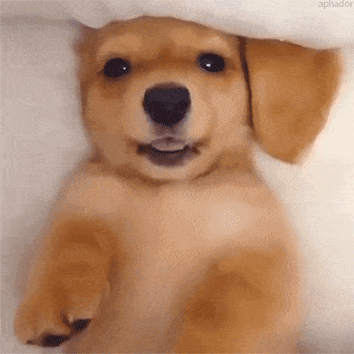 c3a5c05af75de9fe7140476d9f7a4a27_1662714086_1816.gif