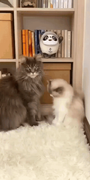 db86922459e015aee151054c9b26e809_1663755412_8548.gif
