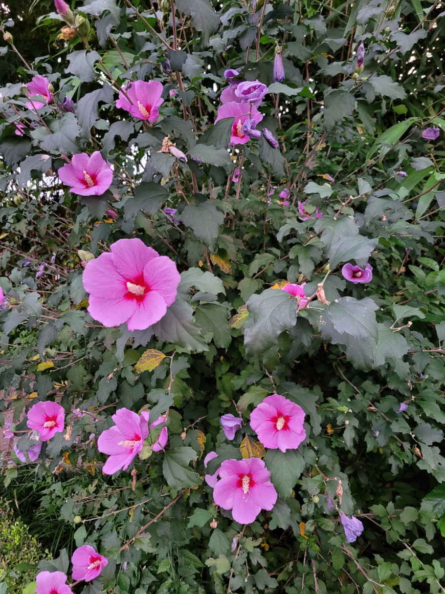 1e288037fb6af5db6573b98121111391_1664075277_5361.jpg