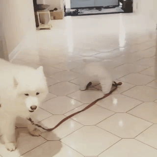 2894c1286d8e96301fa259faf749142c_1665562406_1962.gif