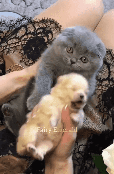 2e3d030e6a13398962d04ce7a631474d_1665487036_8858.gif
