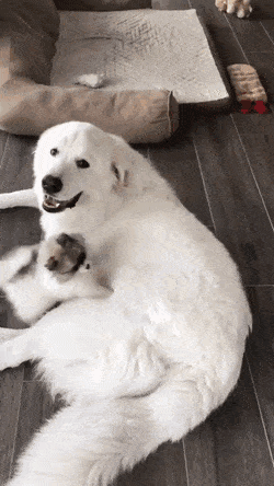 78061c0ab4d1bd069587f0119def7bdd_1665761074_4028.gif