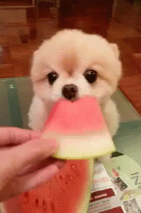 91caa9629dbc3910554b157744b39e1c_1665651076_184.gif