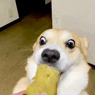 91caa9629dbc3910554b157744b39e1c_1665651080_3319.gif