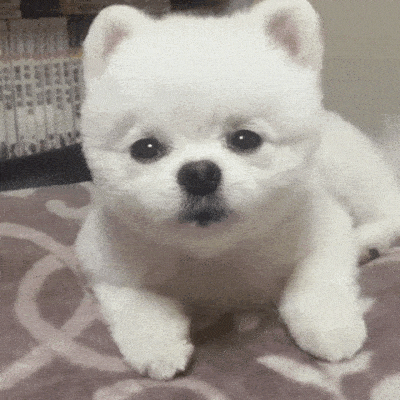 b7a9e6b57d79b61b09ec566326940f5e_1665045199_1687.gif