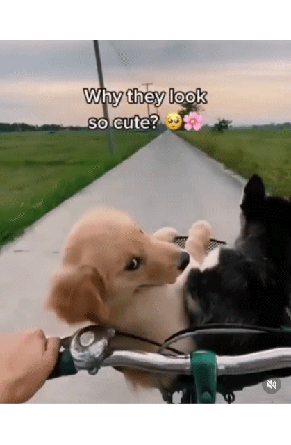 ce203250a21a3c86aedd2f34ef94631c_1664874311_8245.gif
