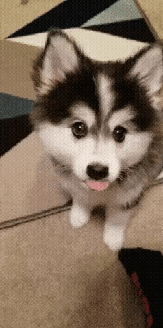 f906e8319f34bed25bcf84b1549508b0_1665304577_6311.gif