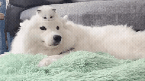 7fd071c65910f5044ac26d10162a7307_1684069171_1006.gif